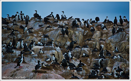 Isla Despard-Colonia de pájaros Cormoranes