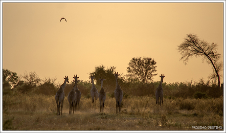 Sunset en el Delta del Okavango