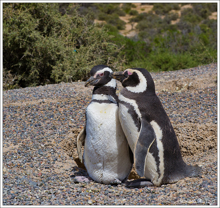 Punta Tombo - Pingüinos Magallánicos