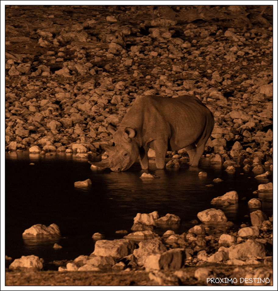 De noche en el campamento de Okaukuejo. Rinocerontes